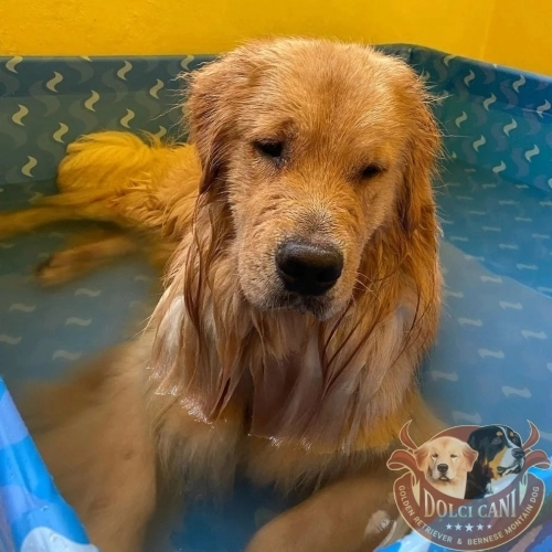 Dolci Cani Milo