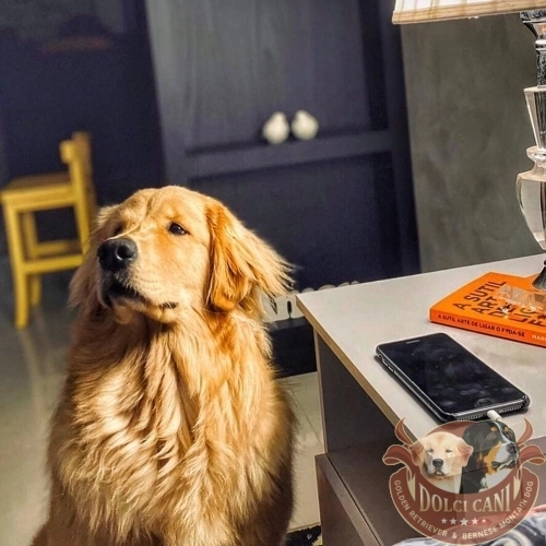 Dolci Cani Aurora