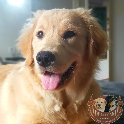 Dolci Cani Masha