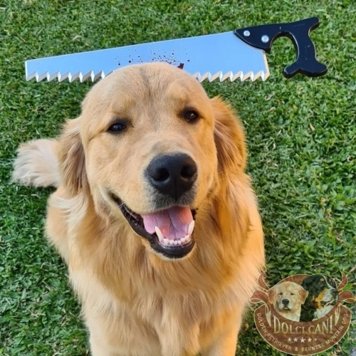 Dolci Cani Thor 