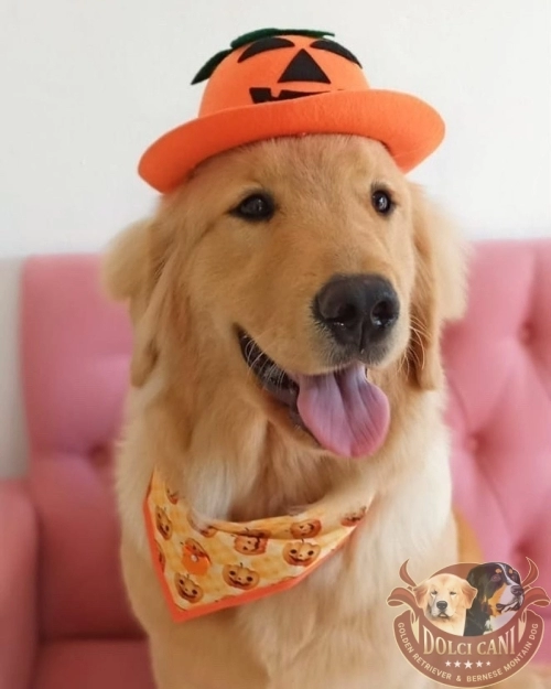 Dolci Cani Diudy